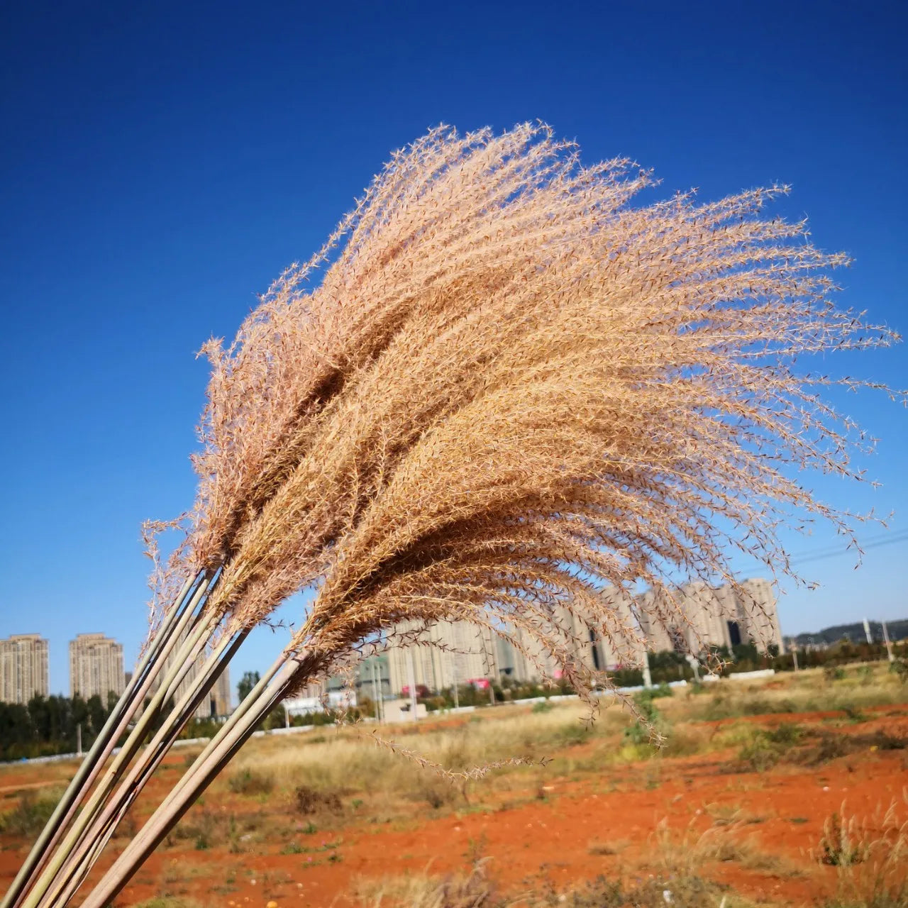 Pampas Gras